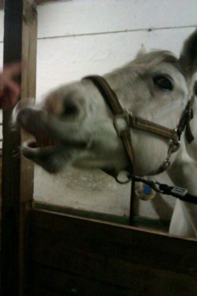 Min Første pony Blondie - Hehe jeg har lært hende at smile billede 5