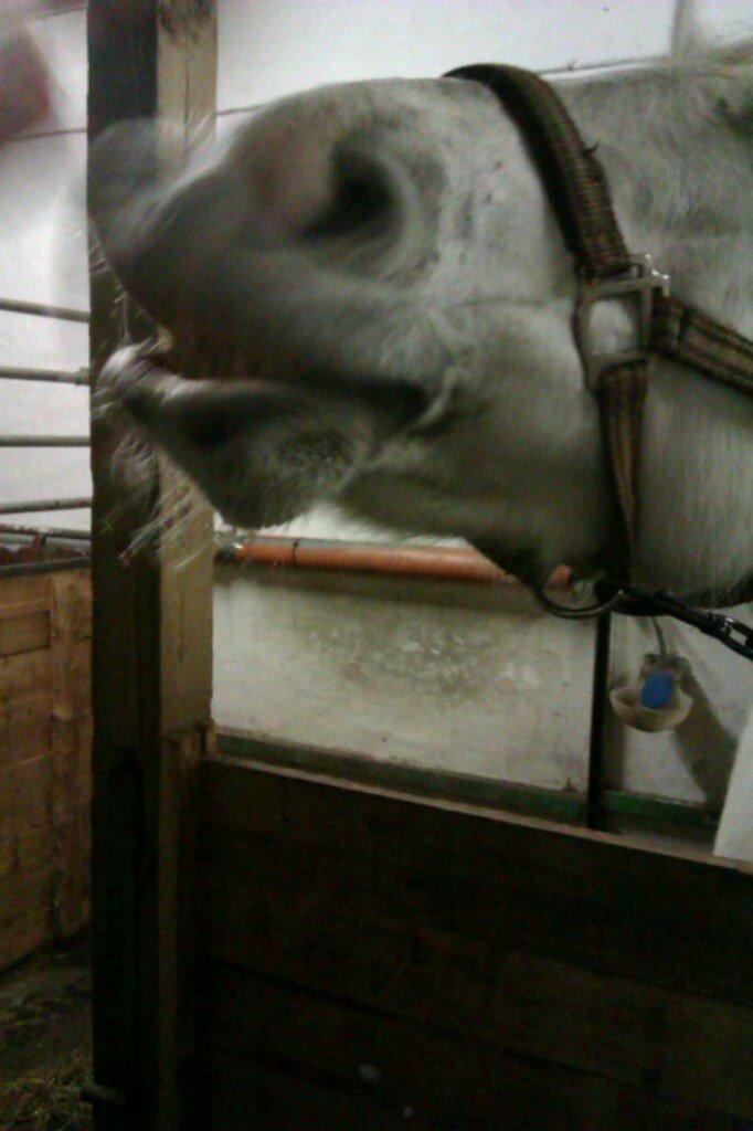 Min Første pony Blondie billede 4