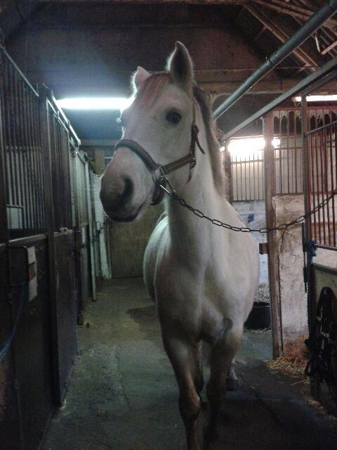 Min Første pony Blondie billede 3