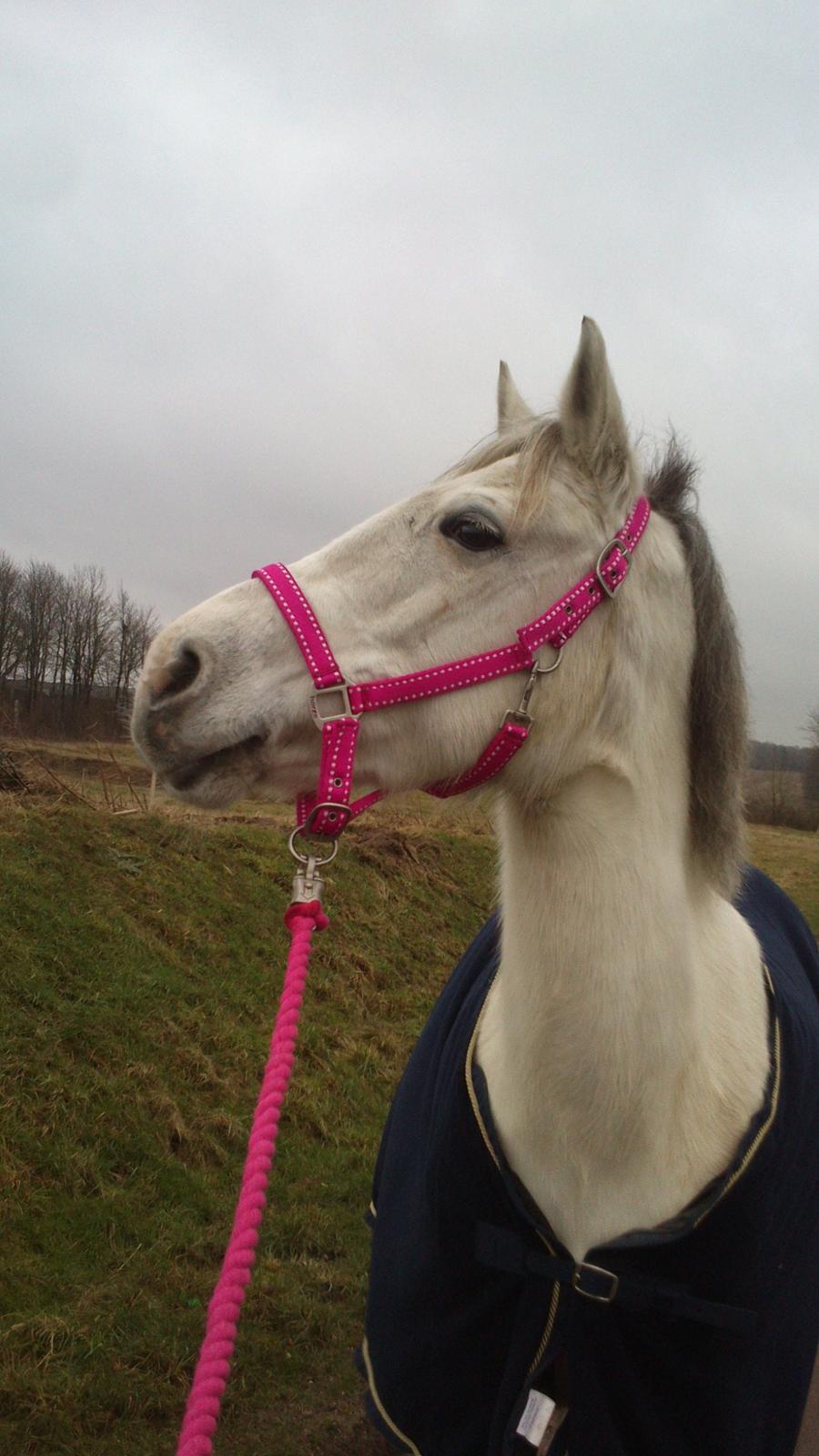 Min Første pony Blondie - Jeg håber vi får en masse gode år sammen billede 1
