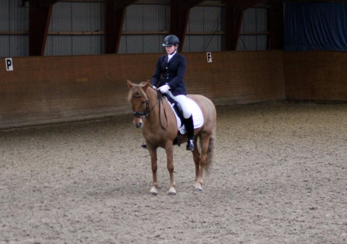 Skovlys Günther - LA6 + PRT, hestehavens rideklub billede 1