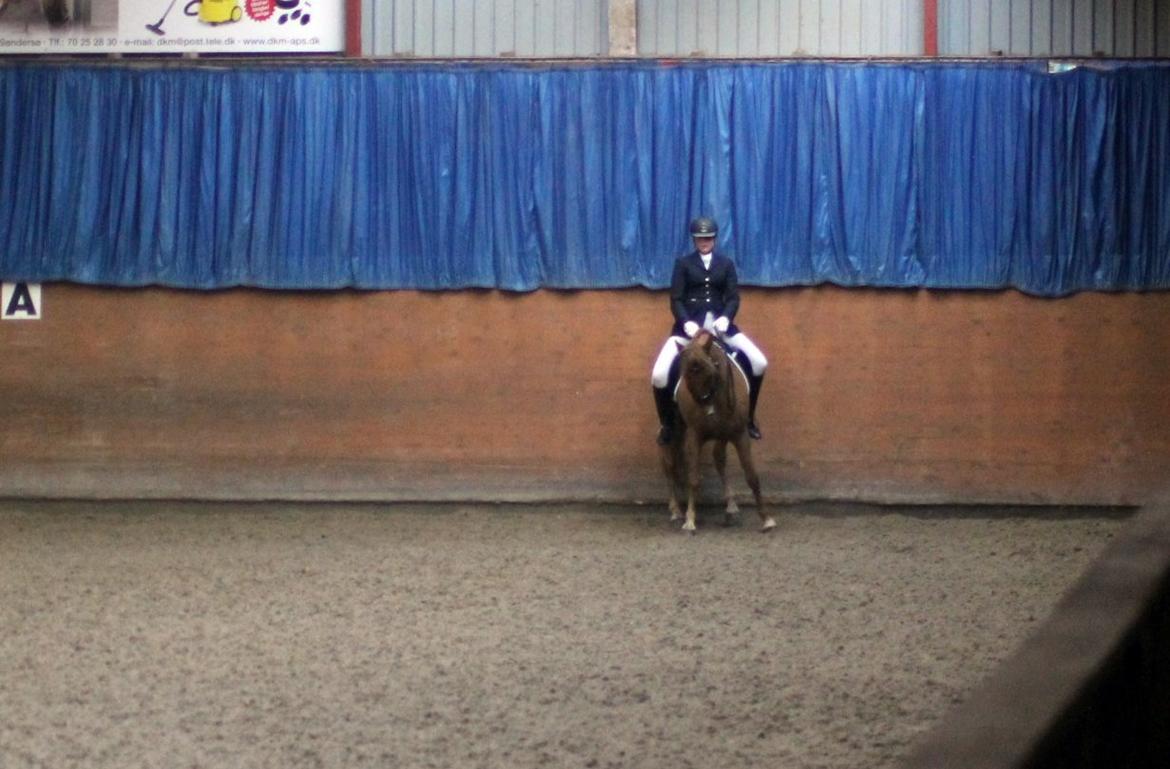 Skovlys Günther - LA6 + PRT, hestehavens rideklub billede 2