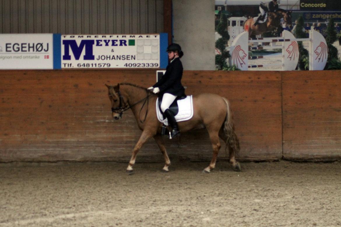 Skovlys Günther - LA6 + PRT, hestehavens rideklub billede 4