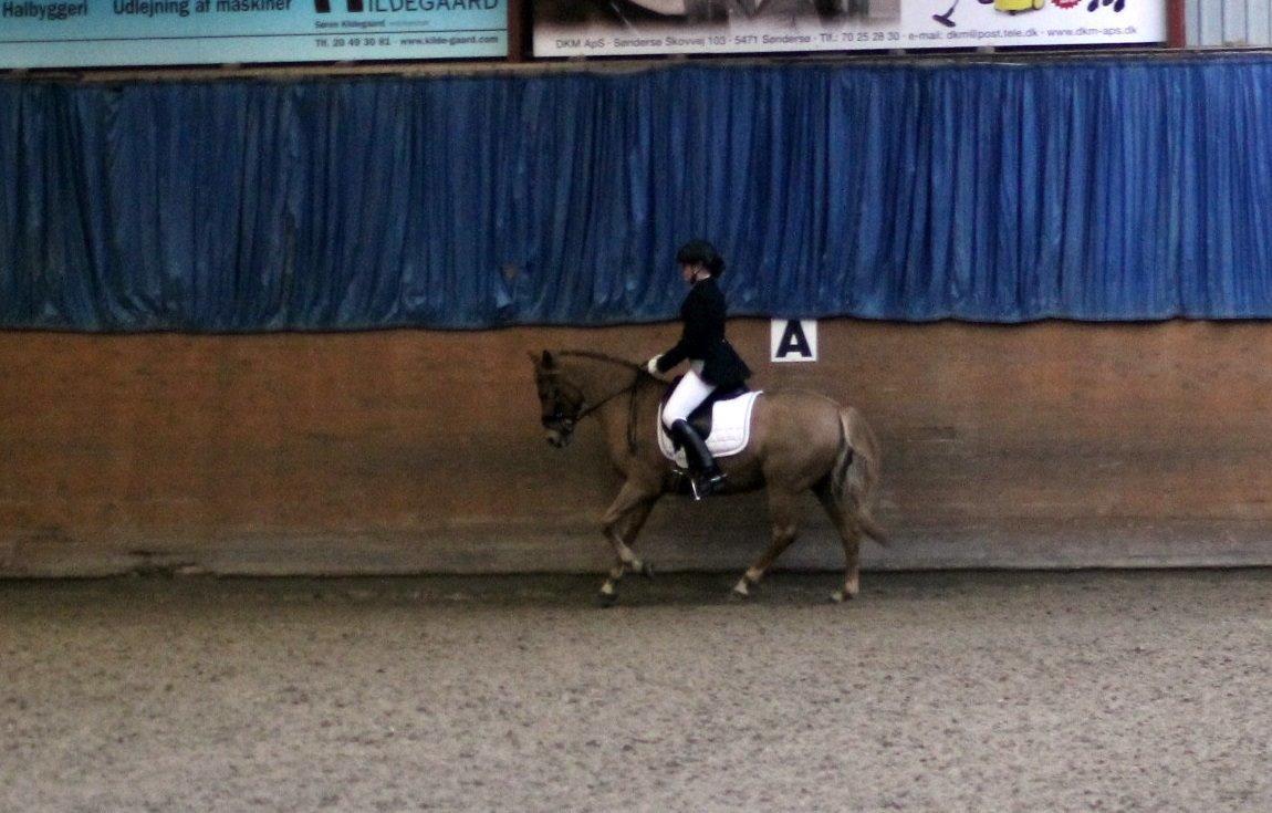 Skovlys Günther - LA6 + PRT, hestehavens rideklub billede 5