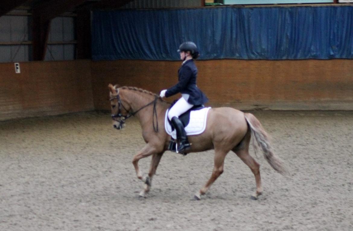 Skovlys Günther - LA6 + PRT, hestehavens rideklub billede 6