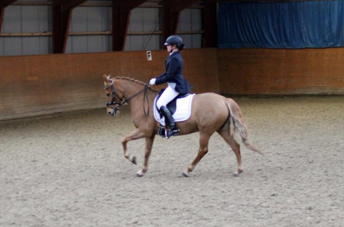 Skovlys Günther - LA6 + PRT, hestehavens rideklub billede 11