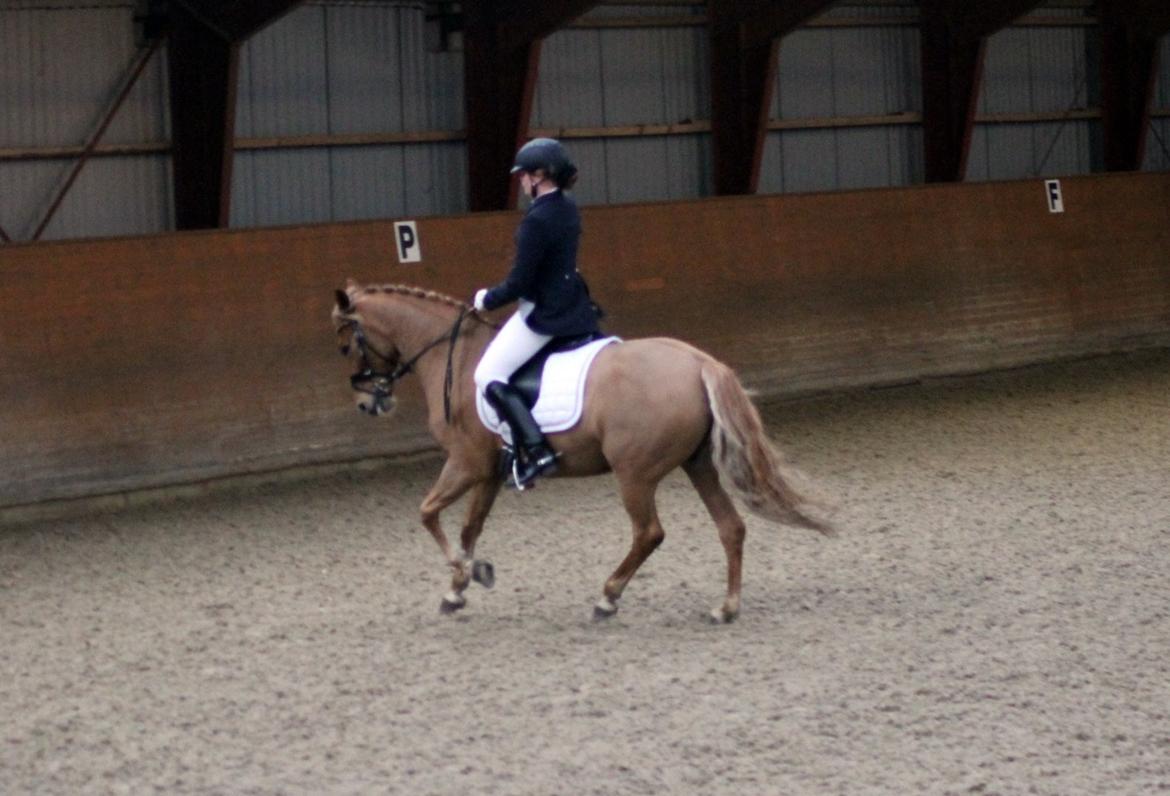 Skovlys Günther - LA6 + PRT, hestehavens rideklub billede 7