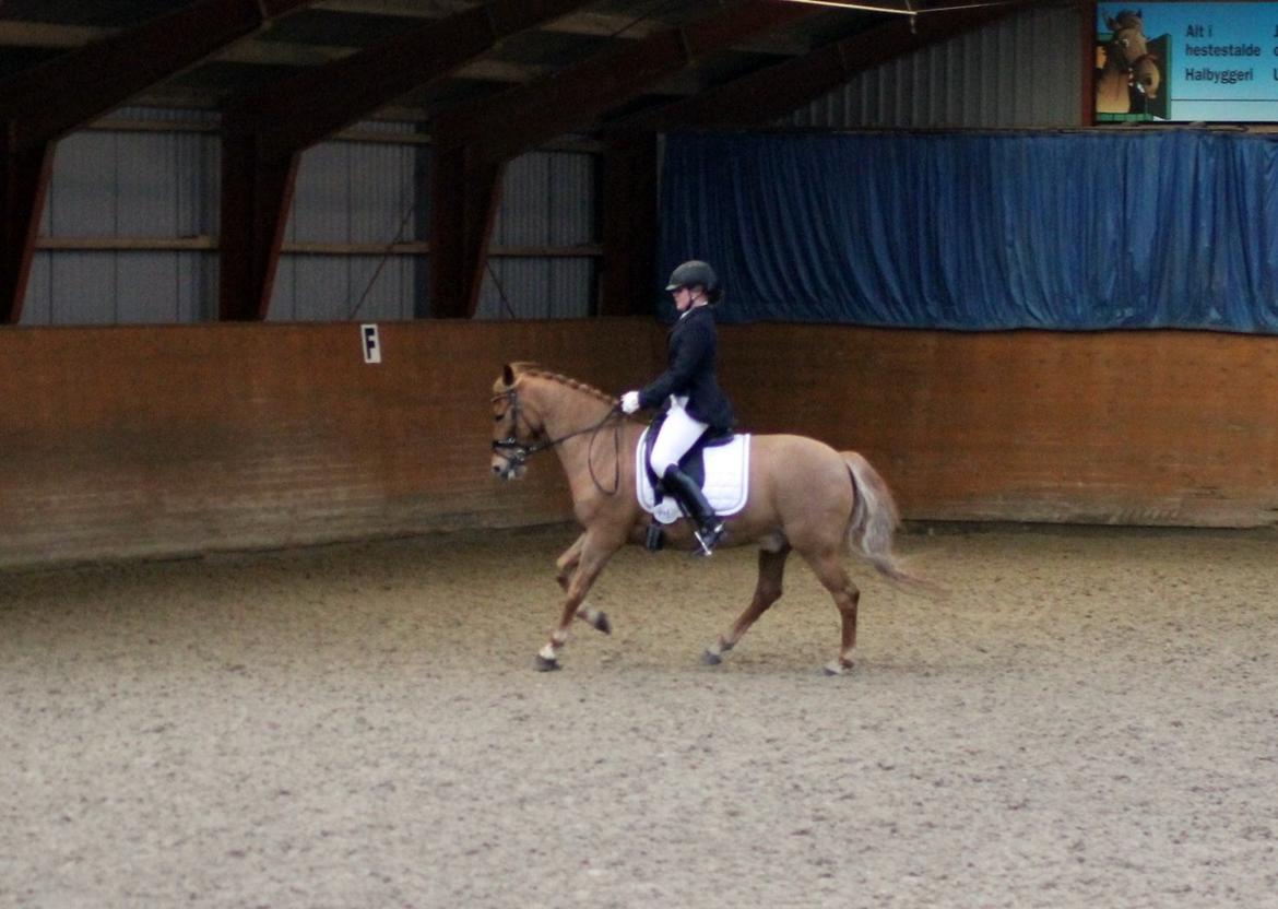 Skovlys Günther - LA6 + PRT, hestehavens rideklub billede 8