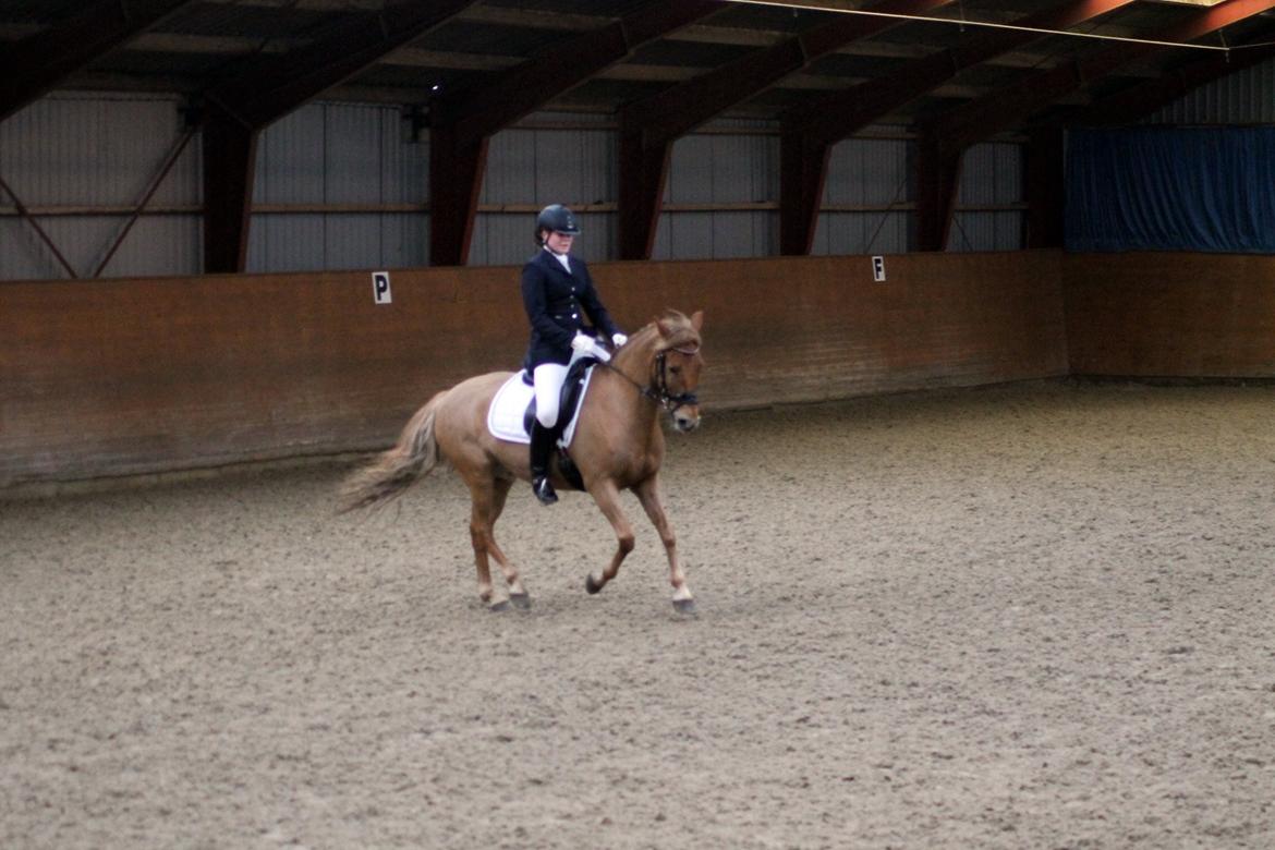 Skovlys Günther - LA6 + PRT, hestehavens rideklub billede 9