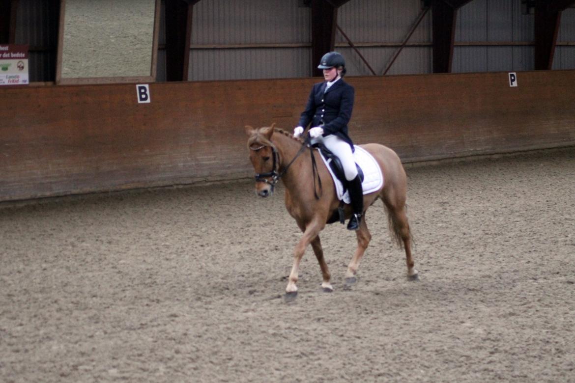 Skovlys Günther - LA6 + PRT, hestehavens rideklub billede 10