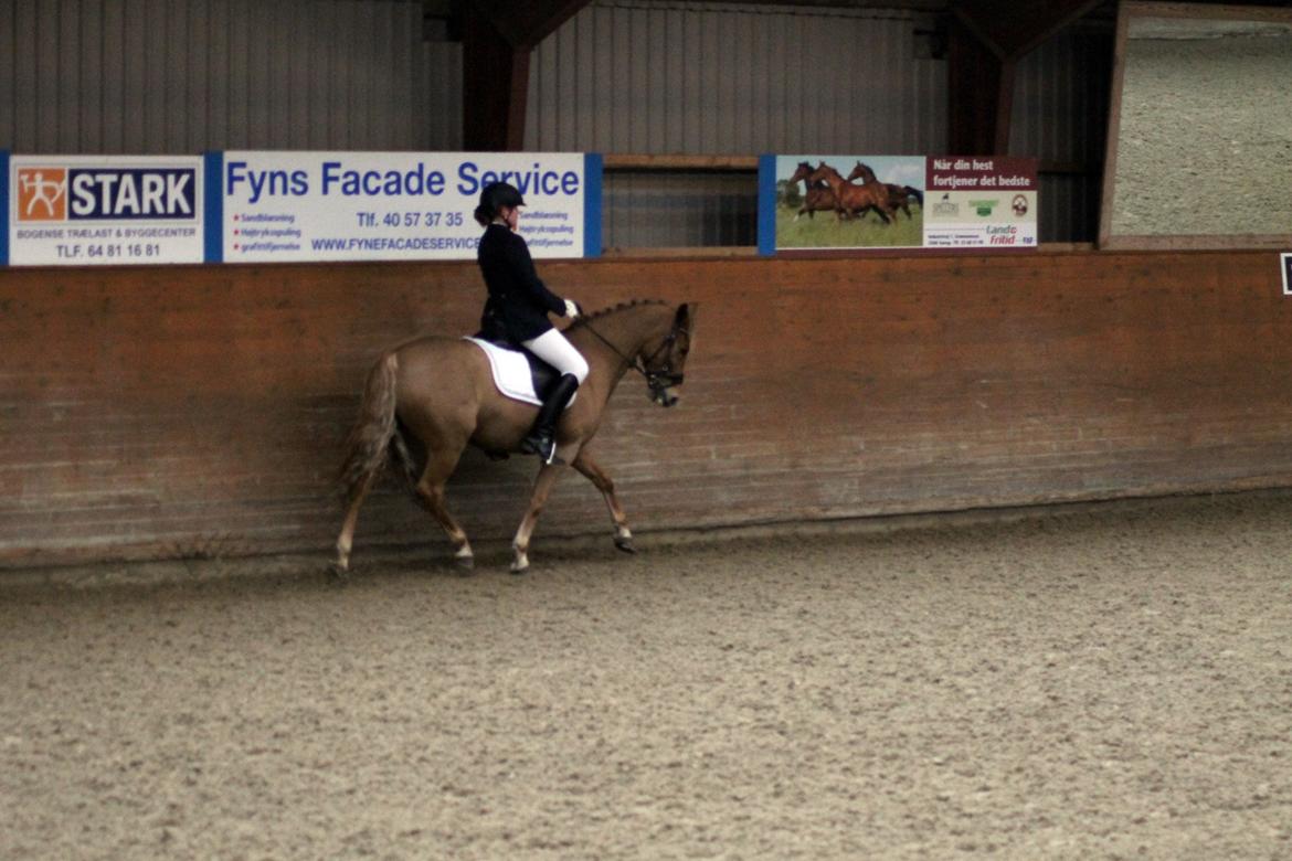 Skovlys Günther - LA6 + PRT, hestehavens rideklub billede 3