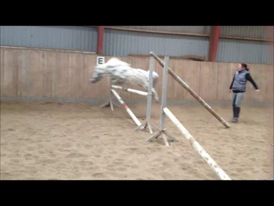 Sølvmosegård, De søde heste :-) - Den seje pony<3 80-85 cm sping billede 3