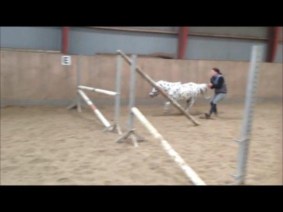 Sølvmosegård, De søde heste :-) - Pony<3 billede 1