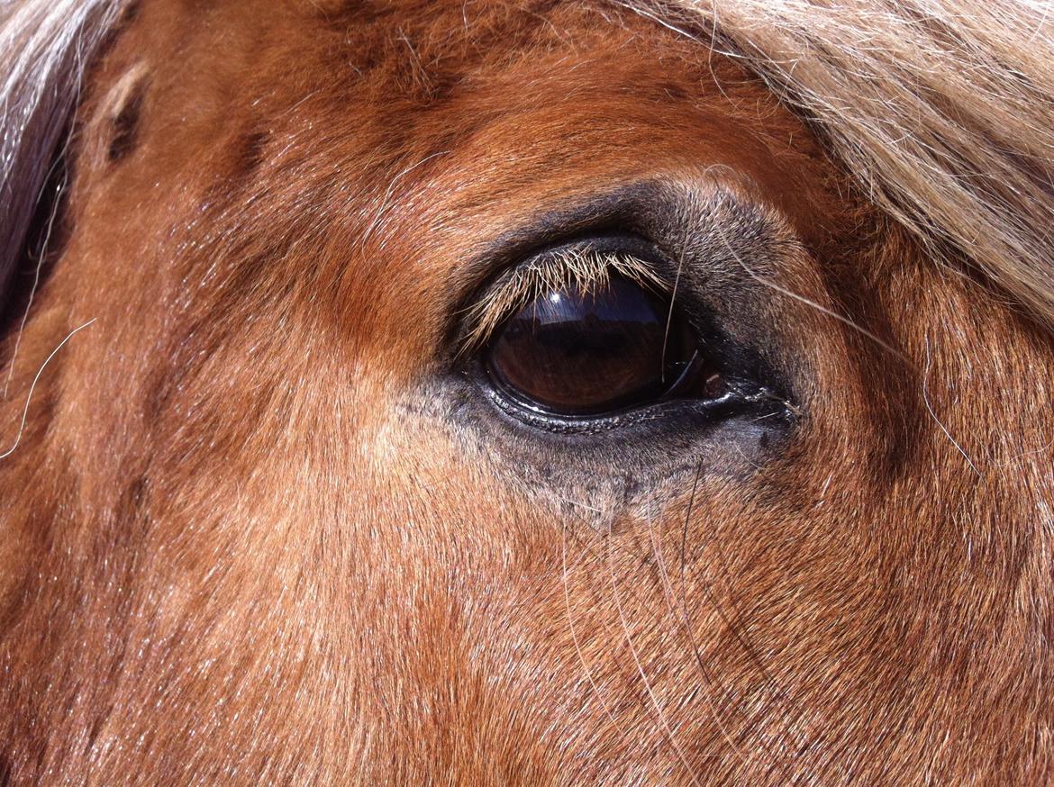 Close-up Billeder billede 12