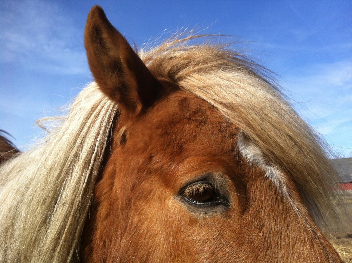 Close-up Billeder billede 10