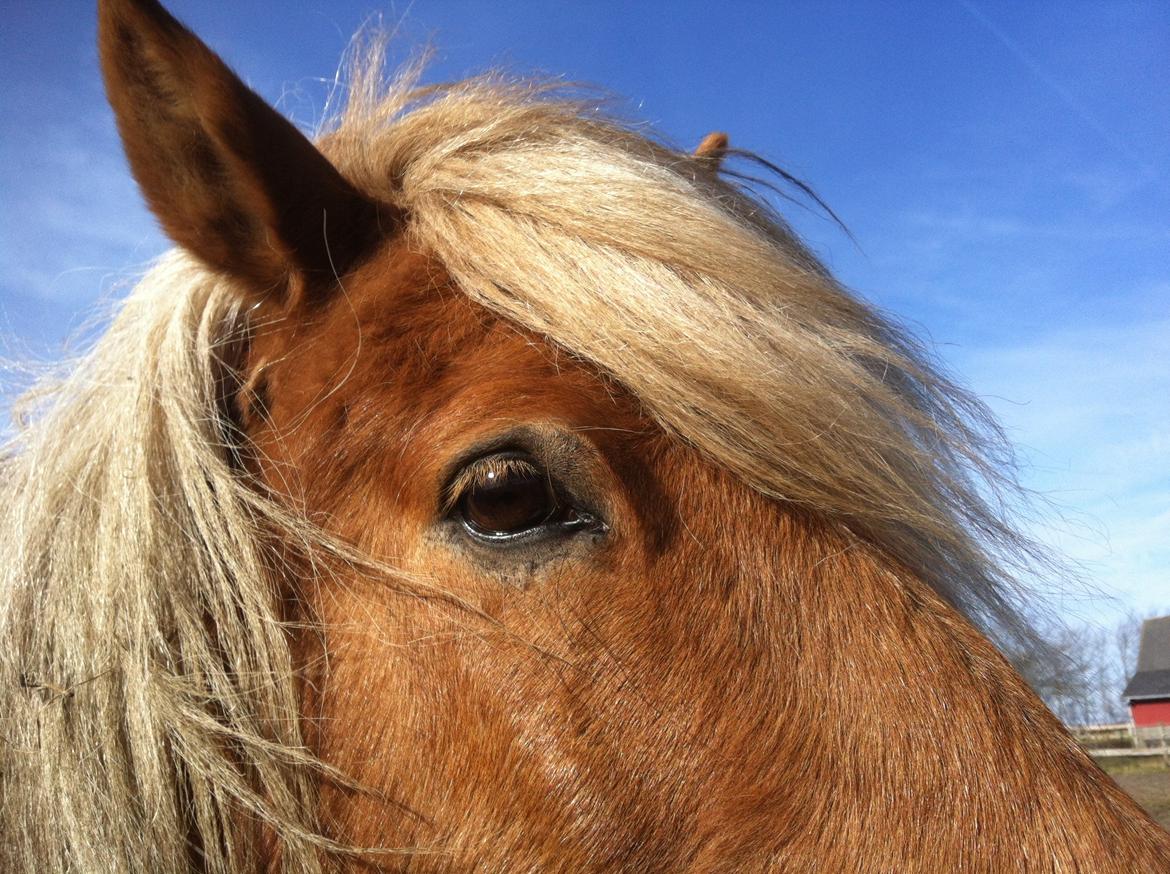 Close-up Billeder billede 11