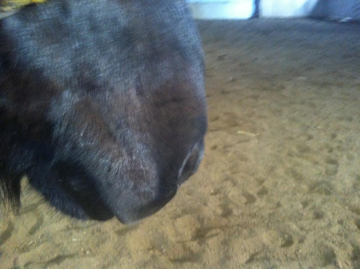 Close-up Billeder billede 9