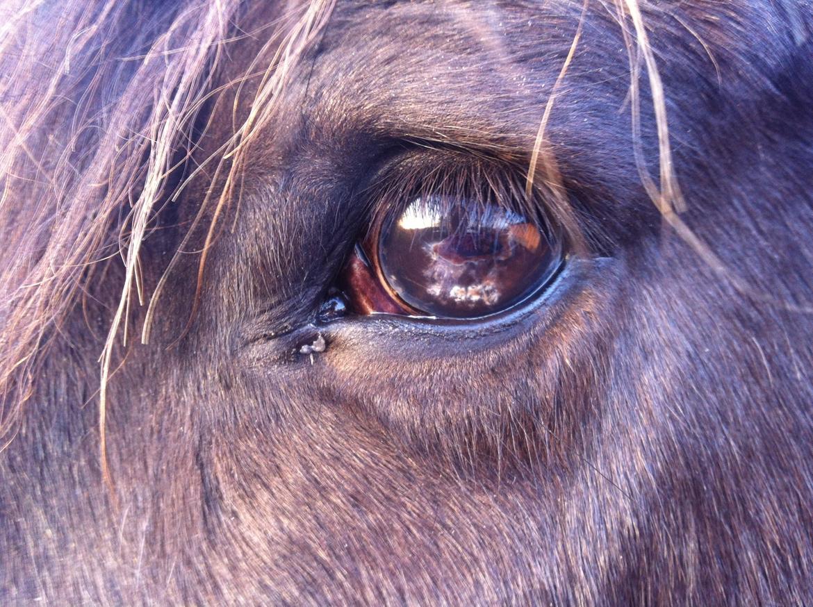 Close-up Billeder billede 7