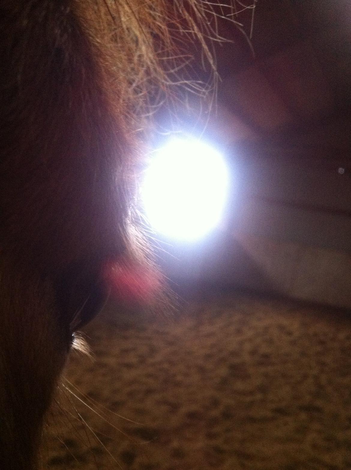 Close-up Billeder billede 6