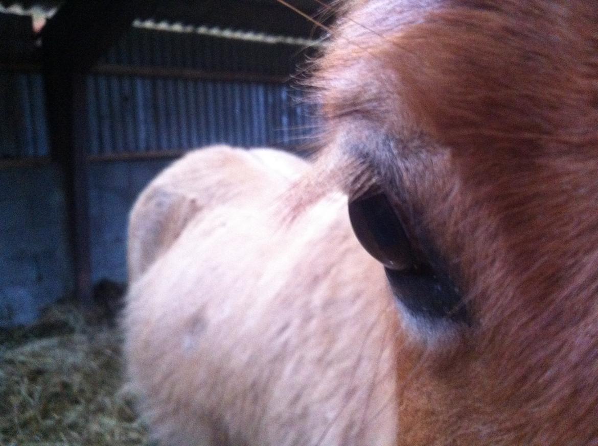 Close-up Billeder billede 4