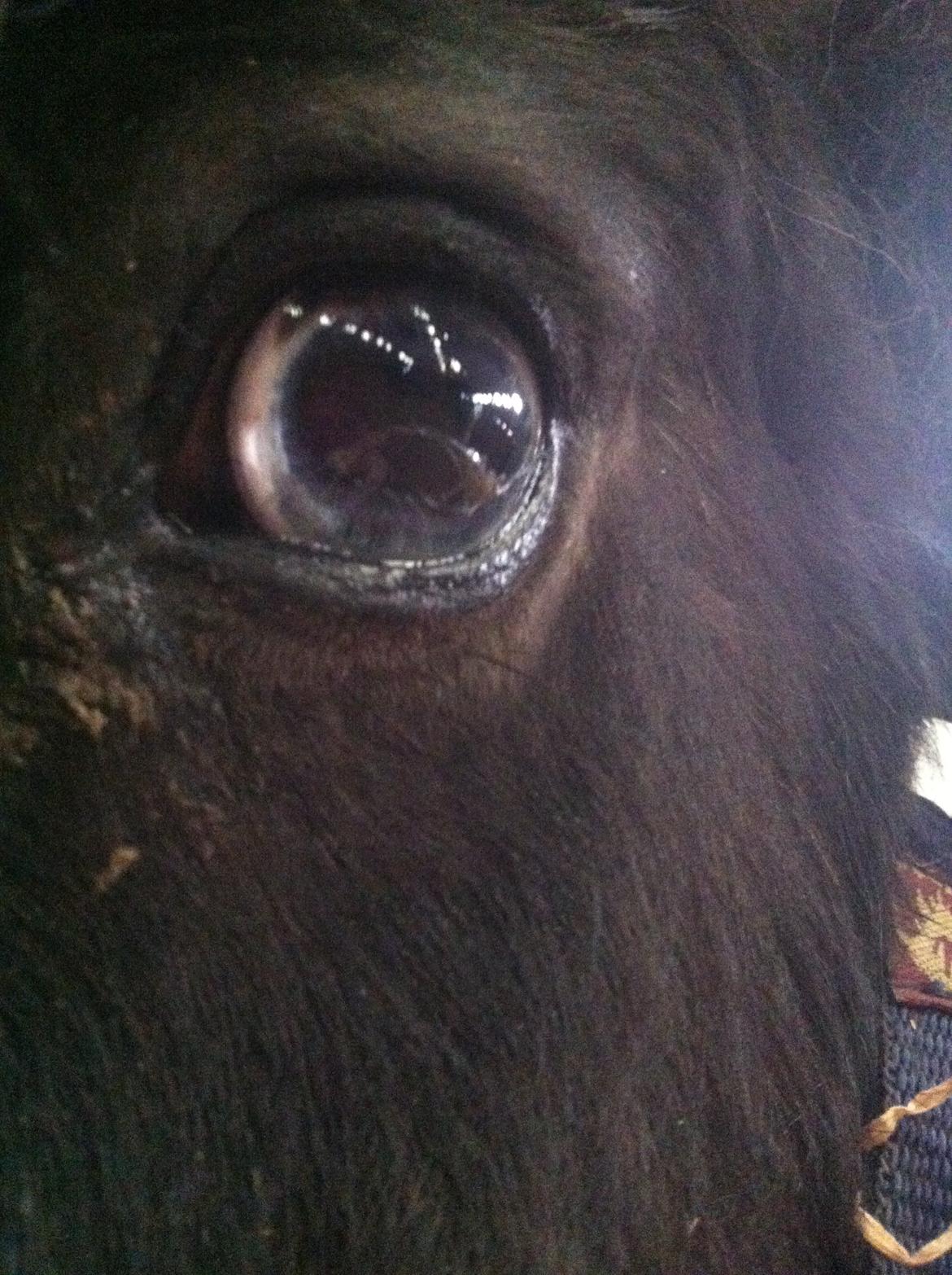 Close-up Billeder billede 3