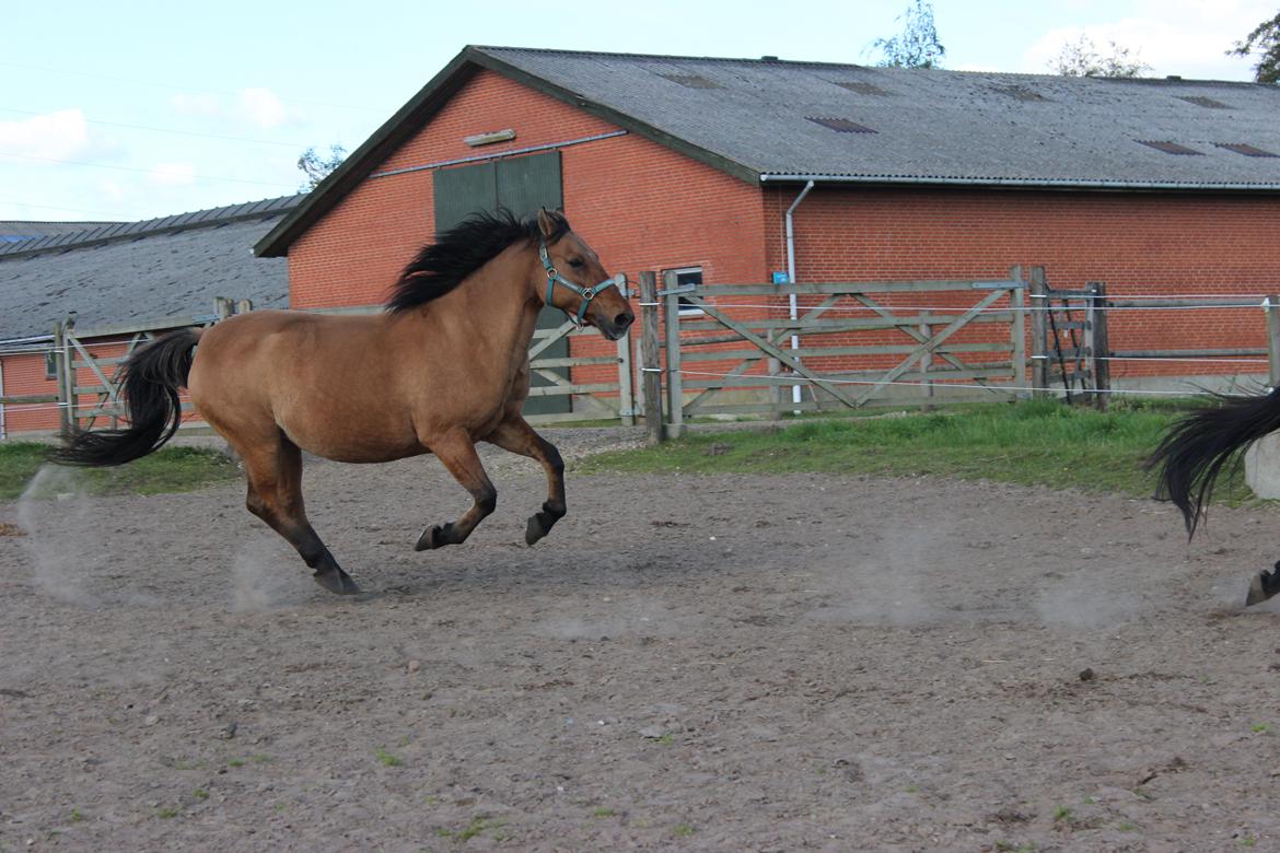 Stald Tougaard billede 8