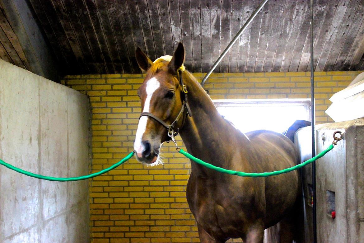 Stald Tougaard billede 2