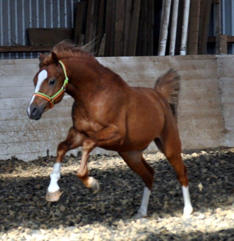 Eminent godt gående kat 2 DSP hingst - skal ses..! billede 17