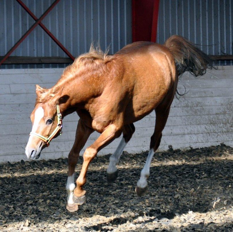 Eminent godt gående kat 2 DSP hingst - skal ses..! billede 12