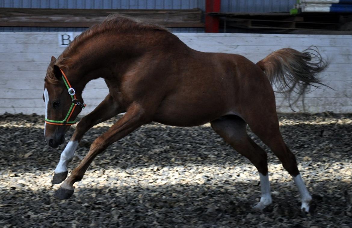 Eminent godt gående kat 2 DSP hingst - skal ses..! billede 10