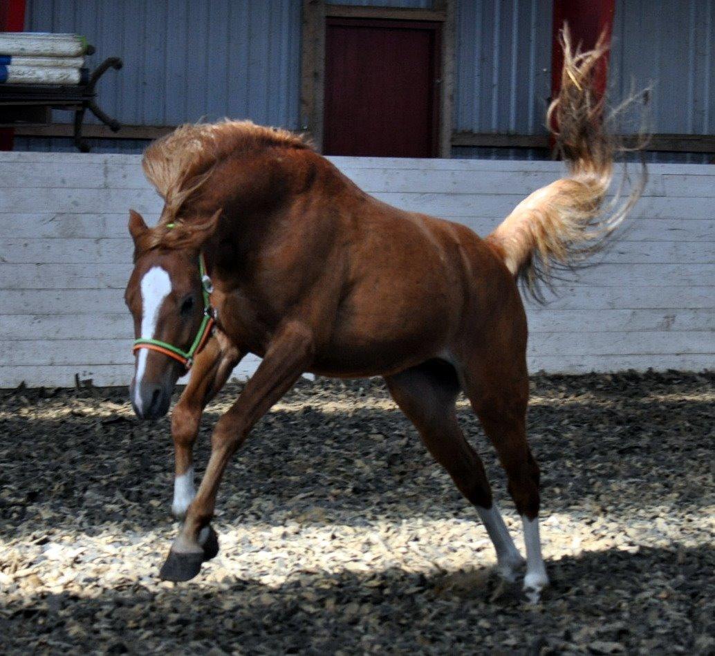 Eminent godt gående kat 2 DSP hingst - skal ses..! billede 11