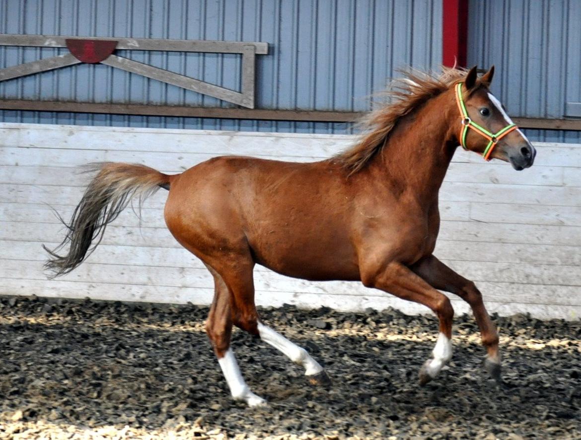 Eminent godt gående kat 2 DSP hingst - skal ses..! billede 8
