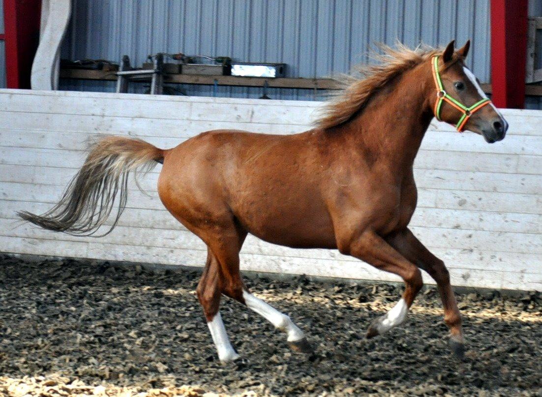 Eminent godt gående kat 2 DSP hingst - skal ses..! billede 1