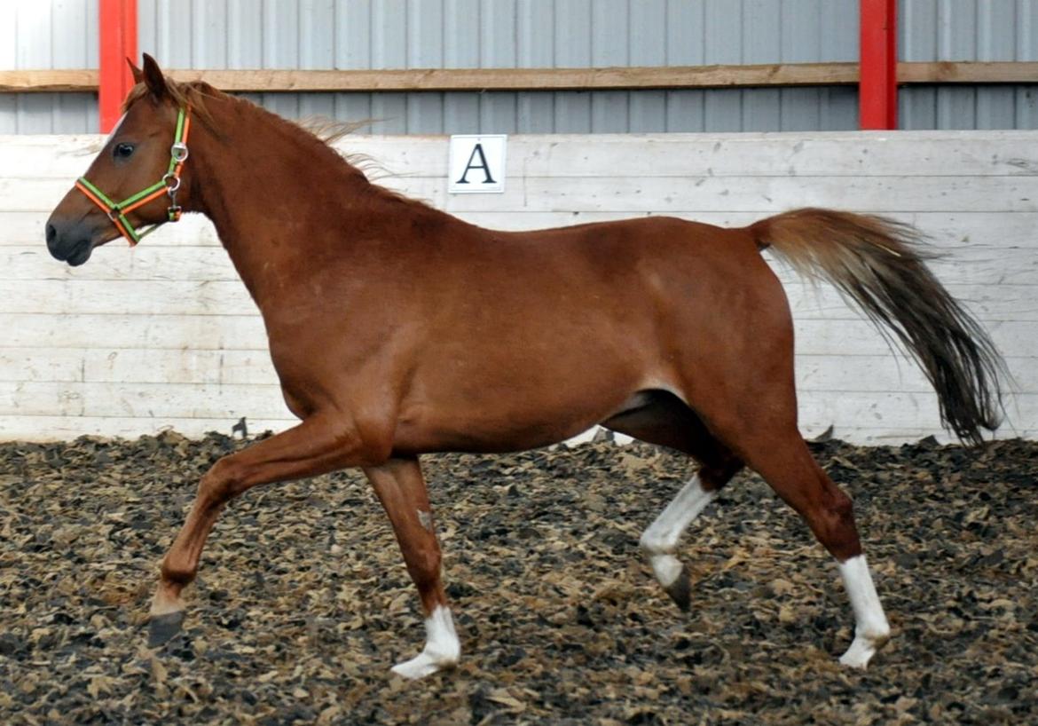 Eminent godt gående kat 2 DSP hingst - skal ses..! billede 6