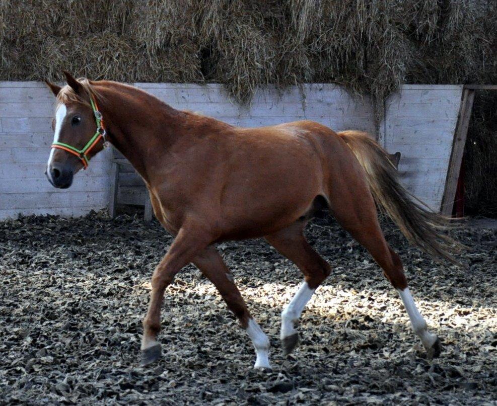 Eminent godt gående kat 2 DSP hingst - skal ses..! billede 14