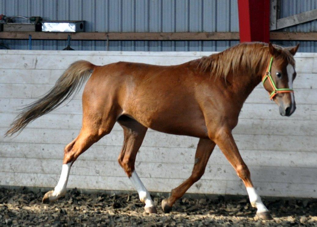 Eminent godt gående kat 2 DSP hingst - skal ses..! billede 5