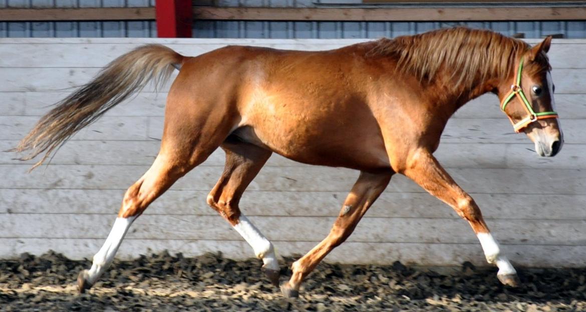 Eminent godt gående kat 2 DSP hingst - skal ses..! billede 18