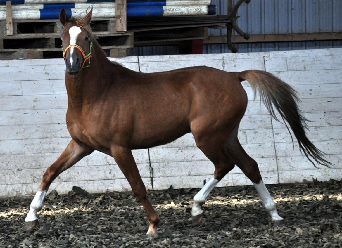 Eminent godt gående kat 2 DSP hingst - skal ses..! billede 13