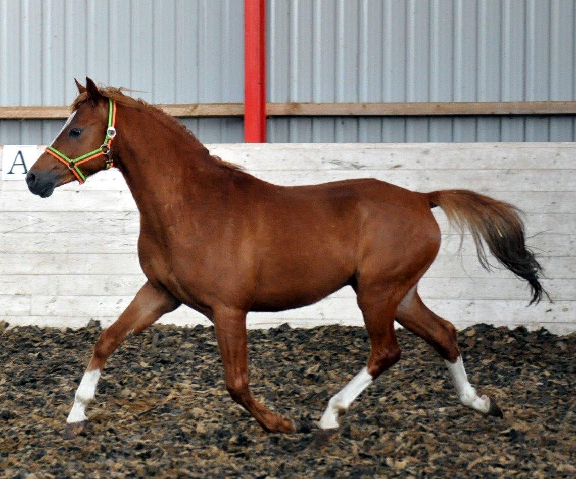 Eminent godt gående kat 2 DSP hingst - skal ses..! billede 7