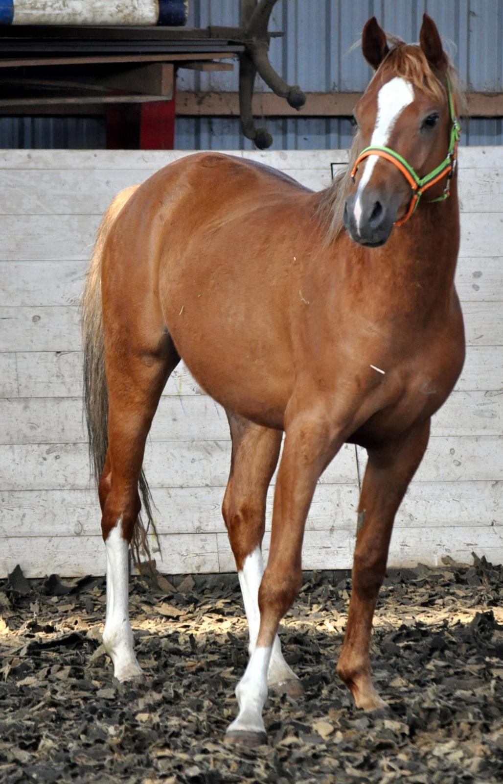 Eminent godt gående kat 2 DSP hingst - skal ses..! billede 3