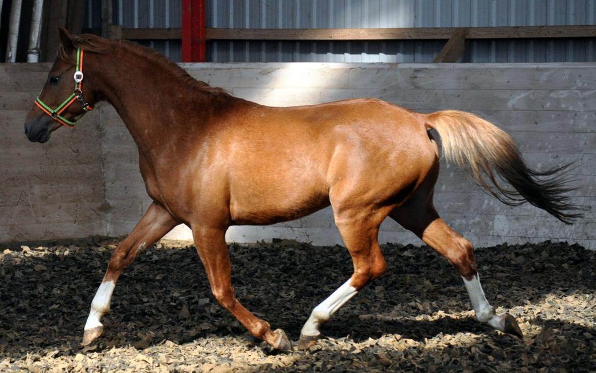 Eminent godt gående kat 2 DSP hingst - skal ses..! billede 2