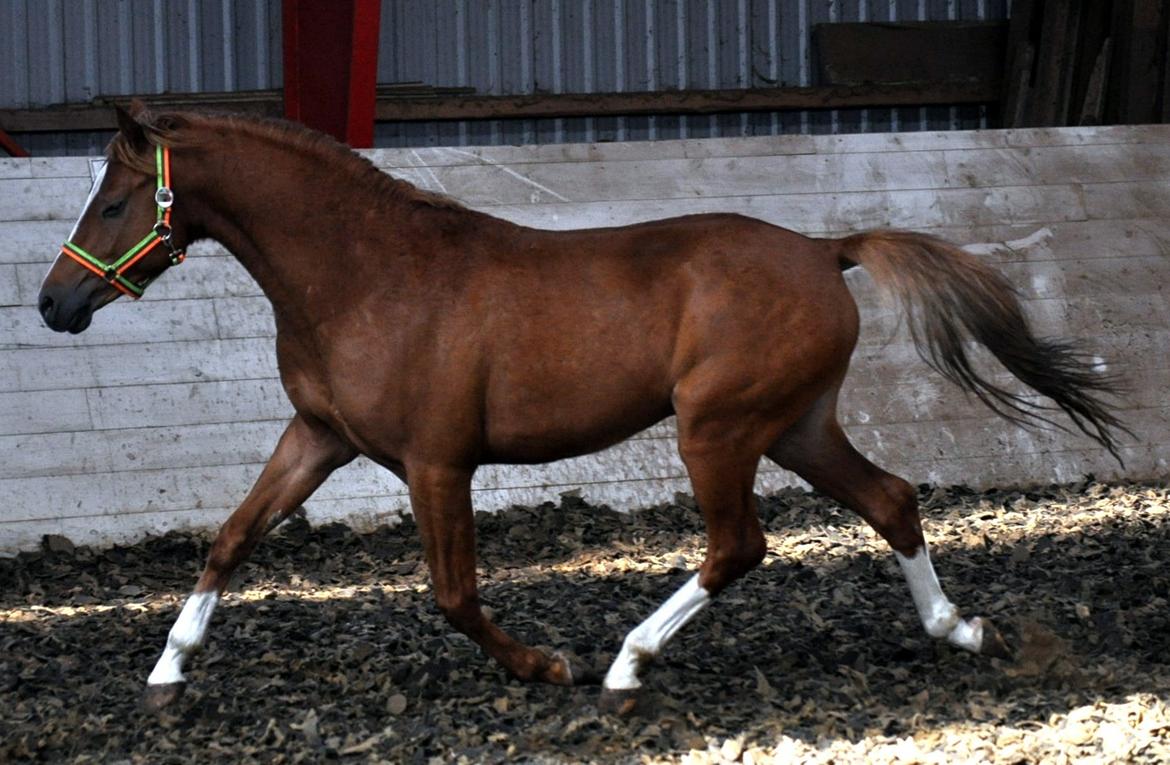 Eminent godt gående kat 2 DSP hingst - skal ses..! billede 9