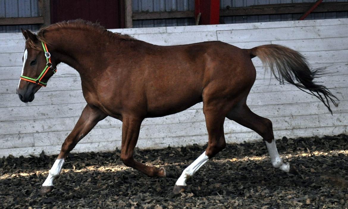 Eminent godt gående kat 2 DSP hingst - skal ses..! billede 16