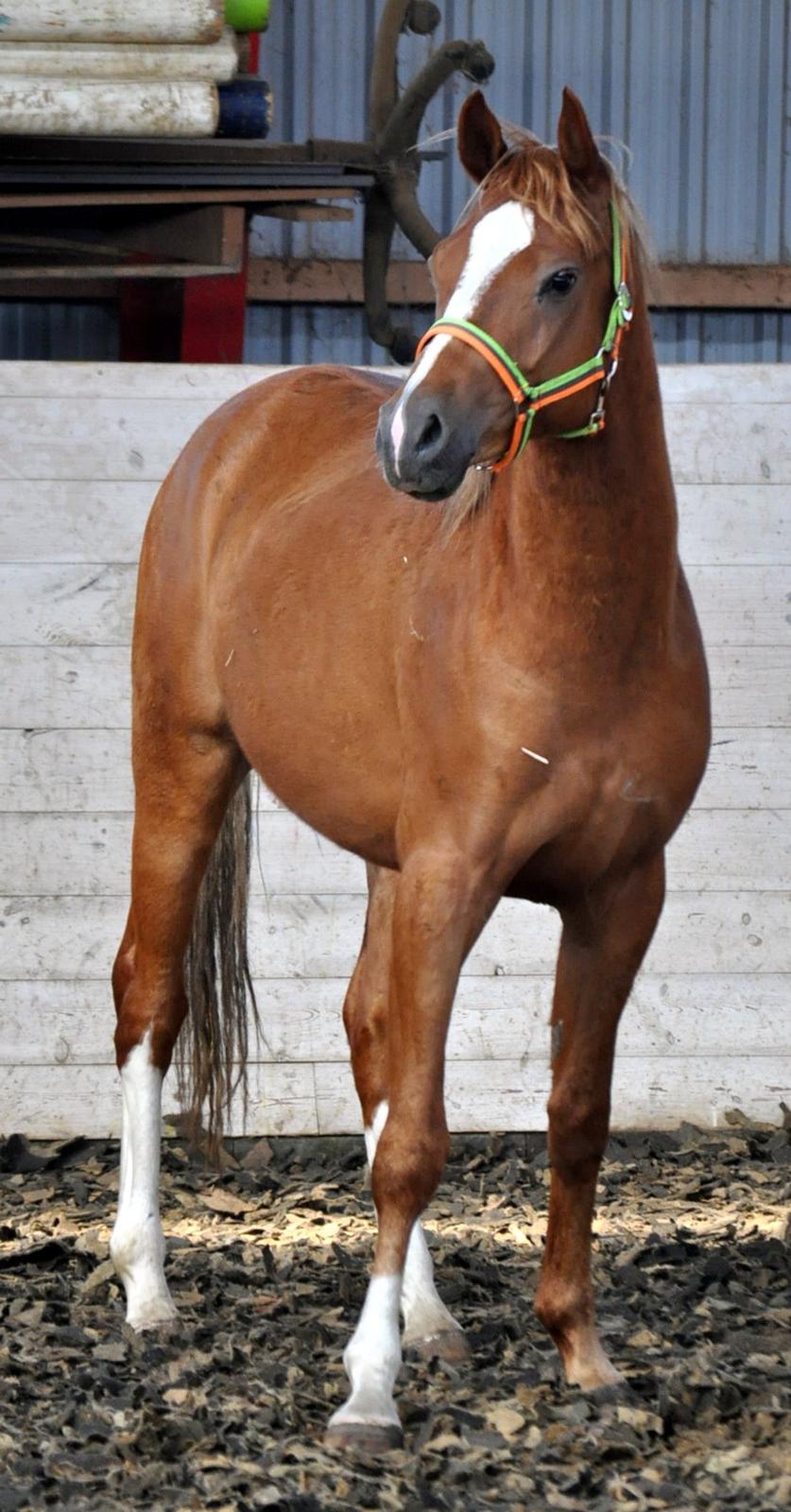 Eminent godt gående kat 2 DSP hingst - skal ses..! billede 15