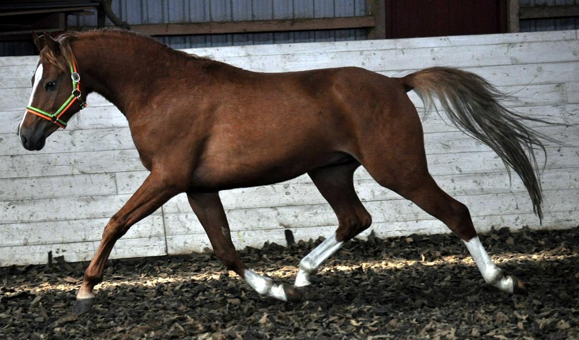 Eminent godt gående kat 2 DSP hingst - skal ses..! billede 19