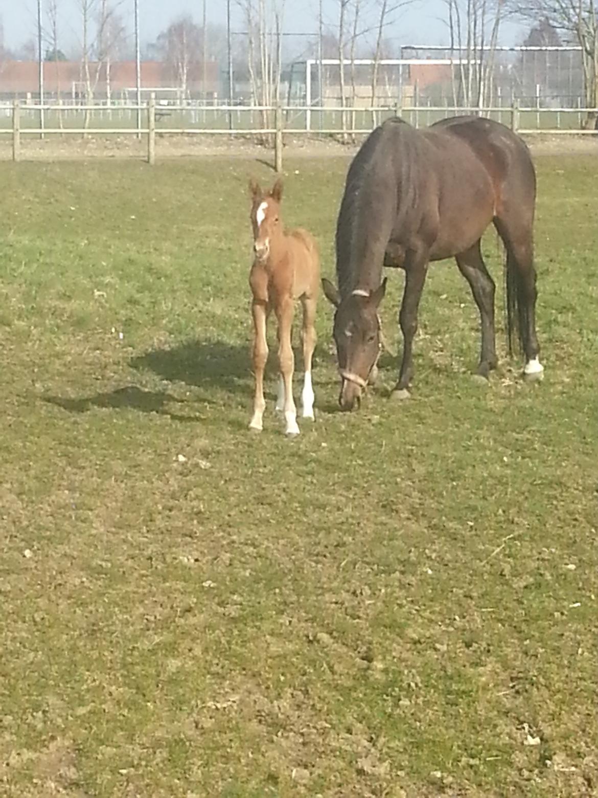 Det nye føl på stutteri Aagaarden :) billede 1