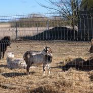plejehjemmet for små ponyer og æsler. ingen videreformidling