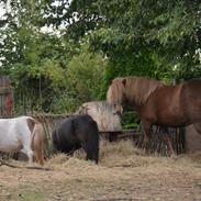 plejehjemmet for små ponyer og æsler. ingen videreformidling