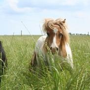 plejehjemmet for små ponyer og æsler. ingen videreformidling