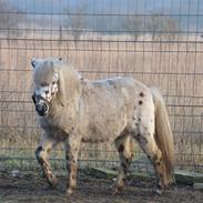 plejehjemmet for små ponyer og æsler. ingen videreformidling